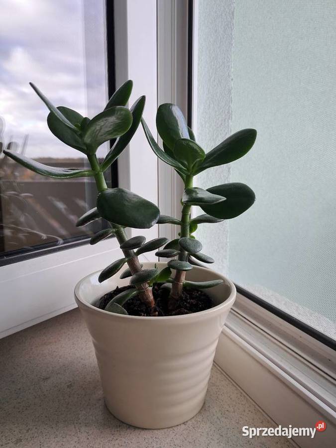 kwiat Ceramiczna osłonkadoniczka Warszawa