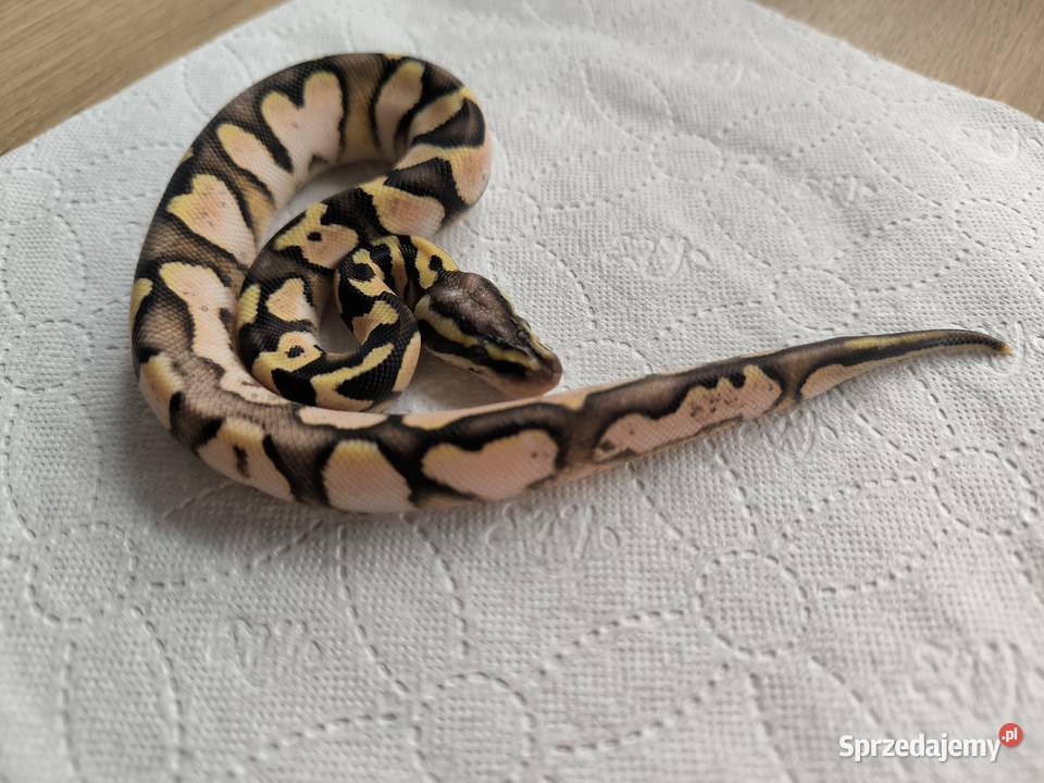 Pyton królewski Calico Pastel poss het Clown Makowiec