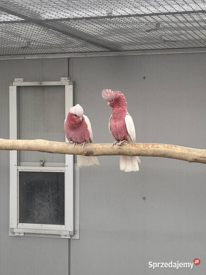 Kakadu Różowa Lutino para 2022 Kłaj