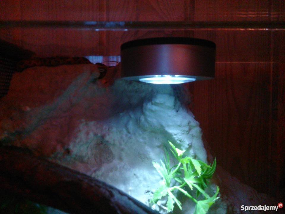 Sprzedam Węża Zbożowego około 70 z terrarium Nadarzyn
