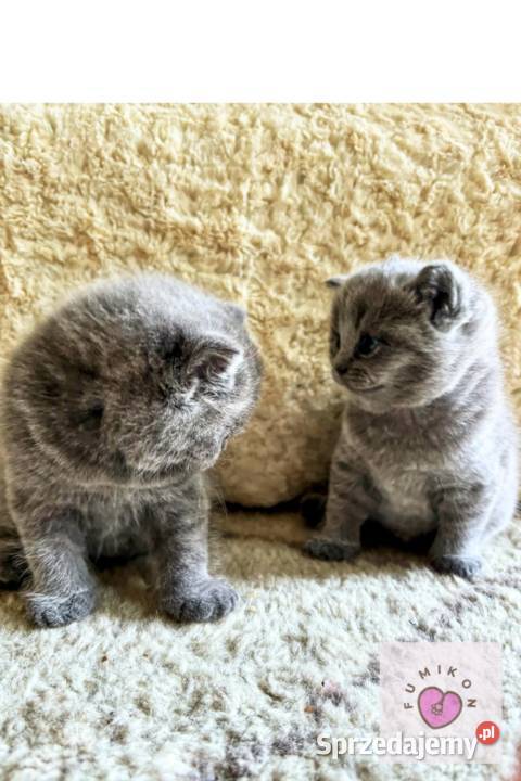 Kot brytyjski kocur z 5 pokoleniowym rodowodem Brytyjski Kraków sprzedam