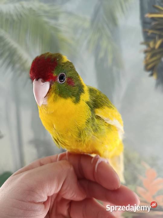 Papuga ręcznie karmiona koza modrolotka oswojona Miastko