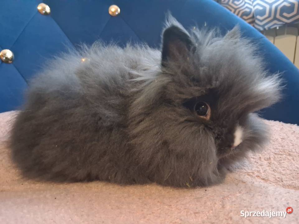 Królik miniaturka karzełek teddy Gryzonie Sławków