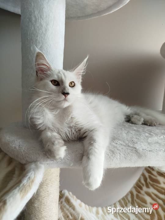 Kotka Maine Coon Kalipso Koty Szembruk