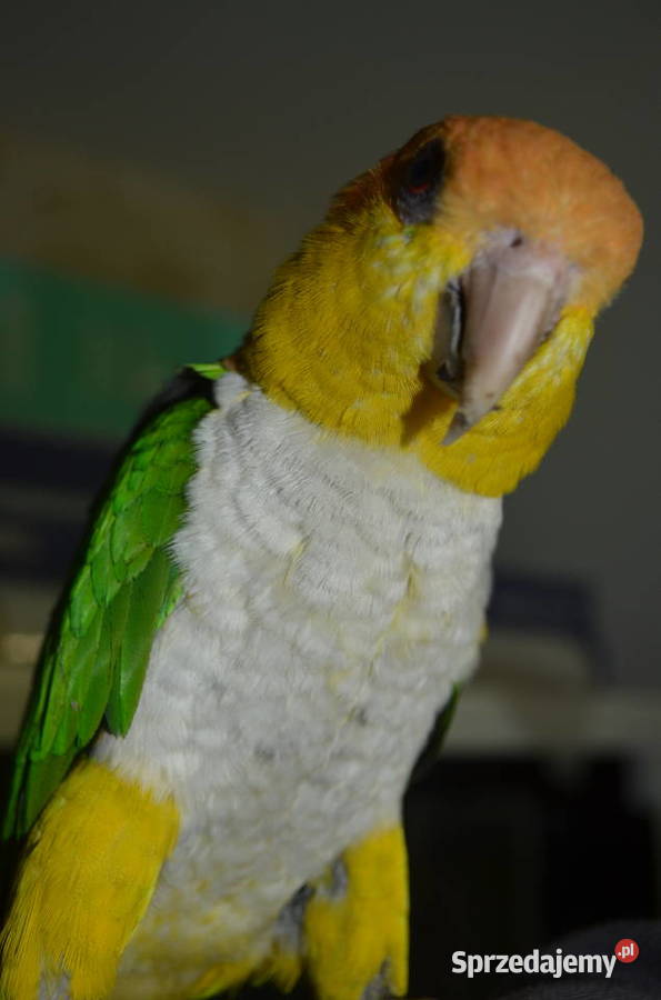 Barwinka Białobrzucha Kraków