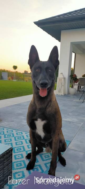 Owczarek Belgijski Malinois