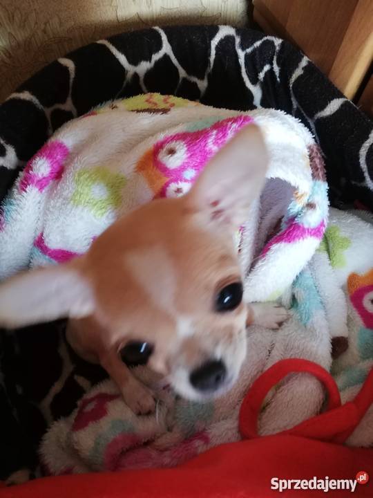 Mini suczka Chihuahua