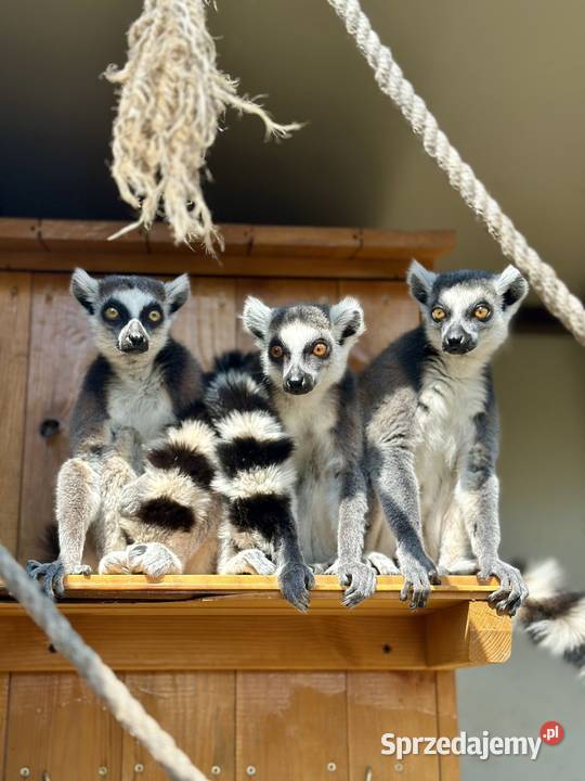 Lemur katta lemury samiec samica para Giżycko