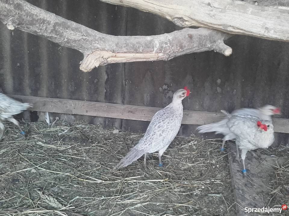 Bażanty łowne SREBRNE Bąków