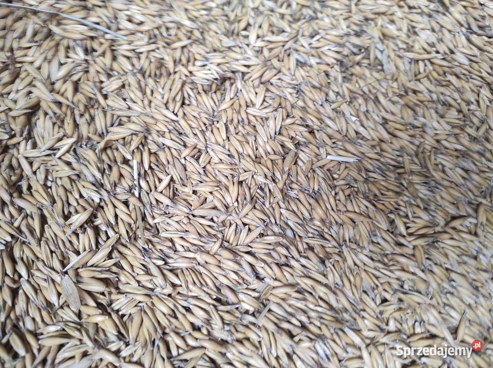 Sprzedam owies Międzyrzec Podlaski