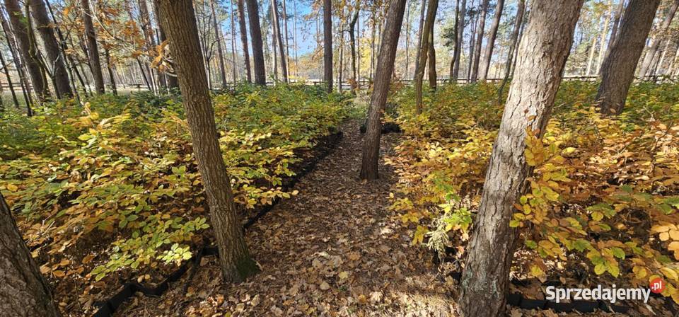 Buk pospolity w doniczkach fagus sylvatica duże Wisznice