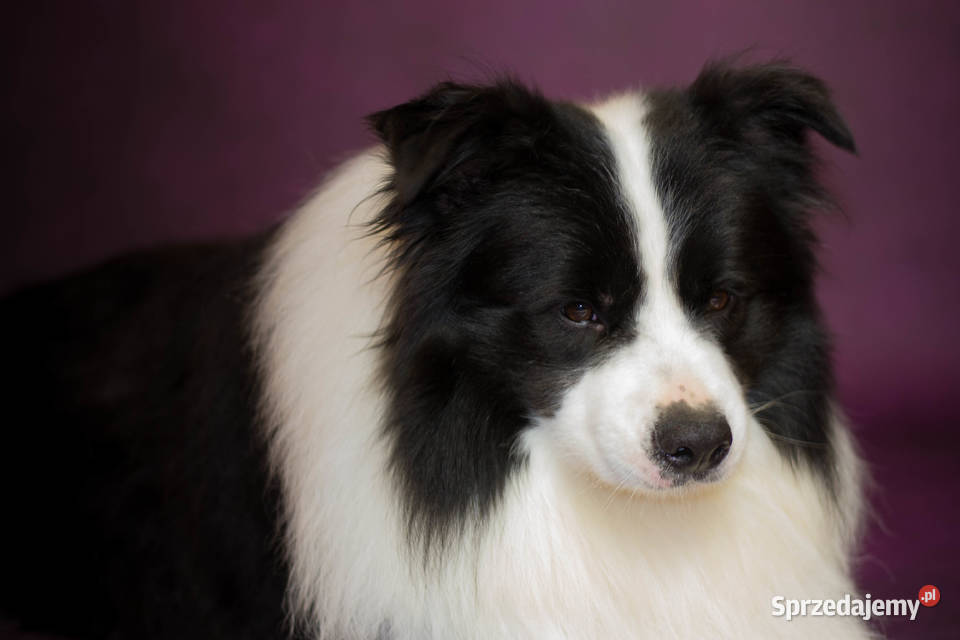 Border Collie Zapowiedź miotu Jasienica Rosielna