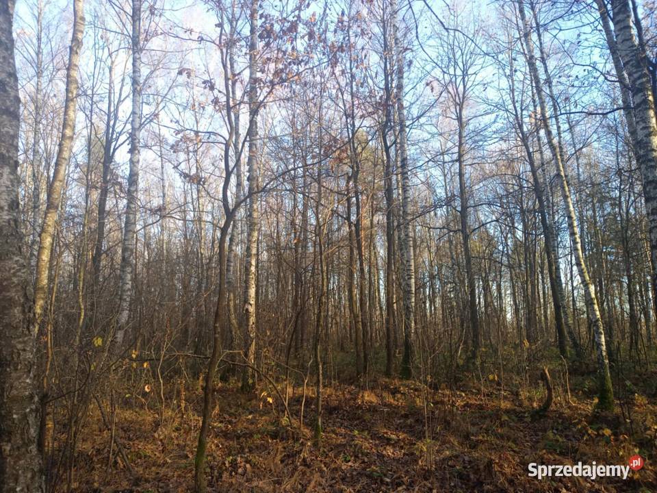 sprzedam las ponad 9 hektara podkarpackie Załuże
