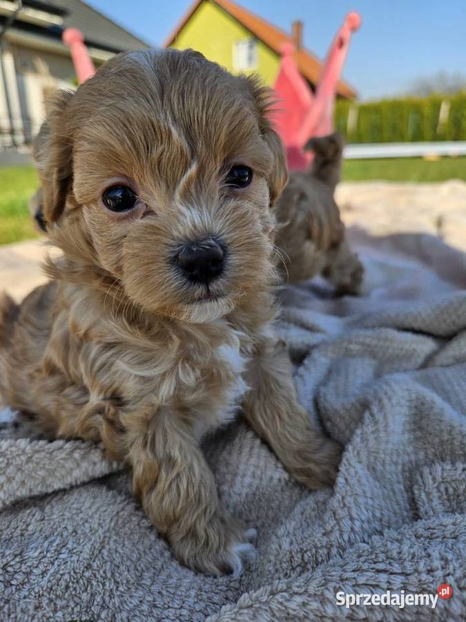 Maltipoo XXS chiński pudel toy Pisarzowice