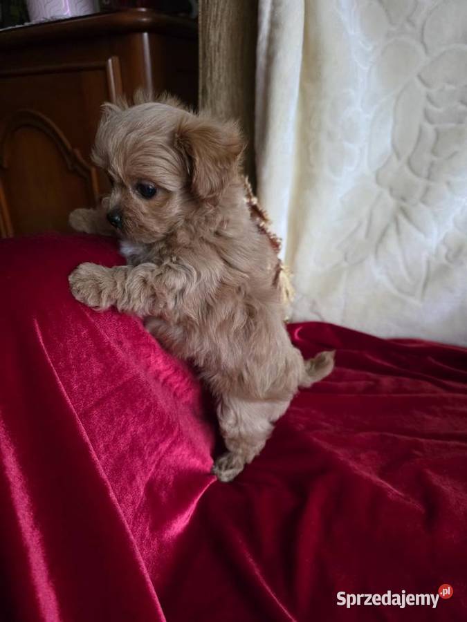 Maltipoo suczka xxs Poznań