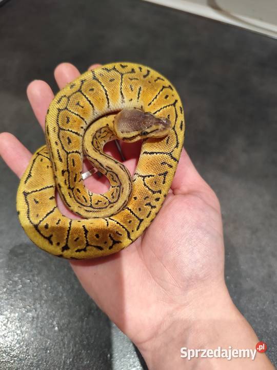 Samiczka młoda pyton królewski