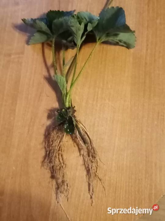 Truskawki Hanoya Zamość