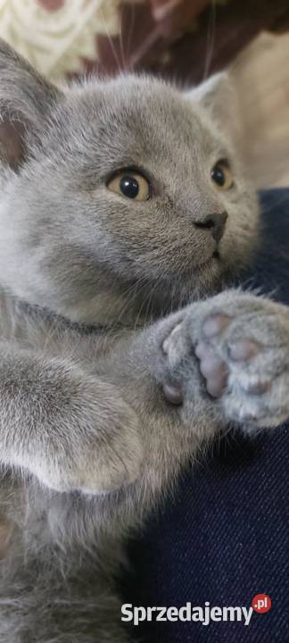 kotki brytyjskie Rejowiec