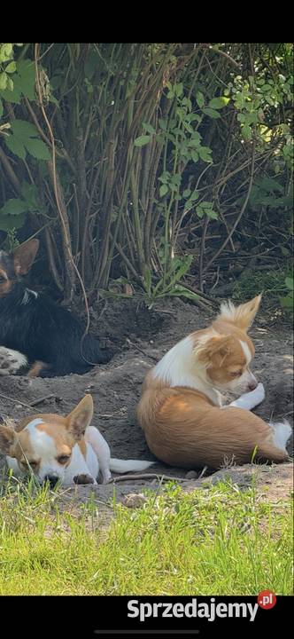 Mikro Chihuahua XXS najukochańszy przyjaciel na Warszawa