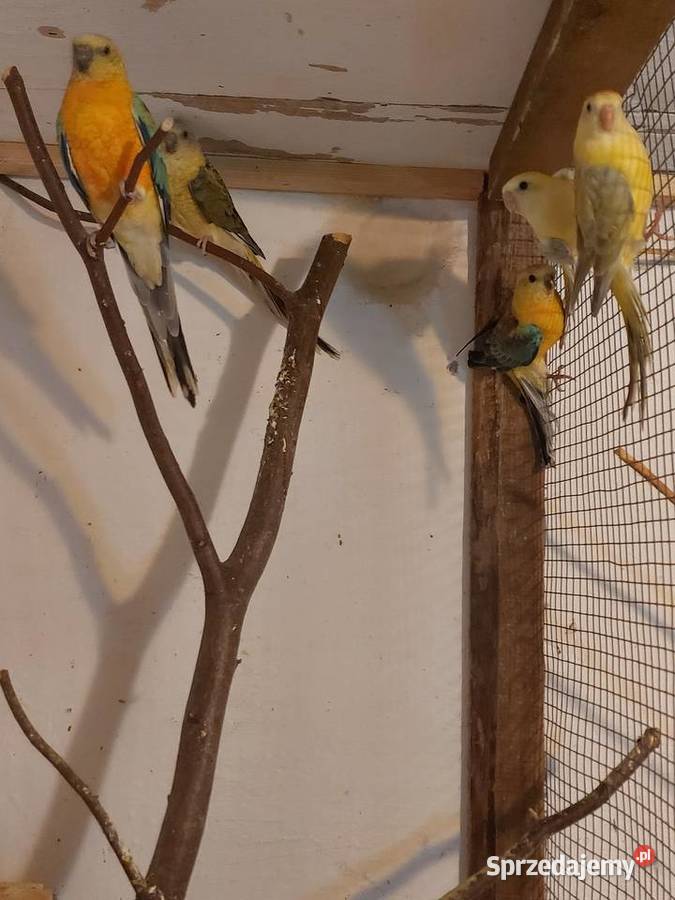 Papugi Świergotki Klęcino sprzedam