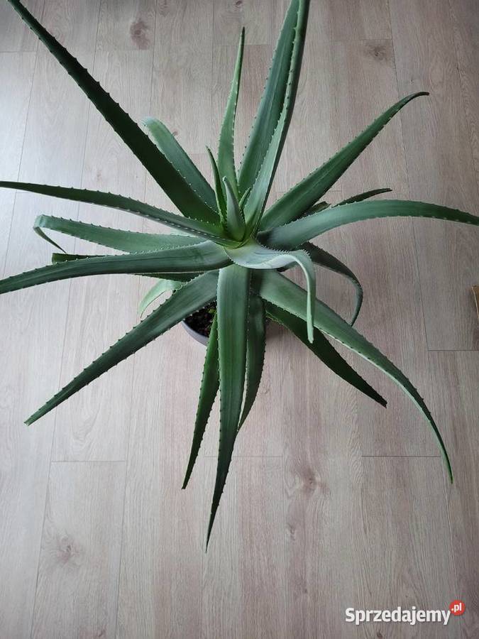 Aloes 100 rozpiętości i wysokości z doniczką Kaktusy i sukulenty Poznań