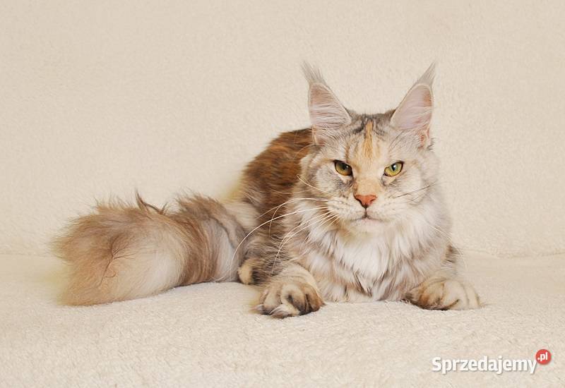 Przepiękna dorosła koteczka Maine Coon LEGALNA Białystok