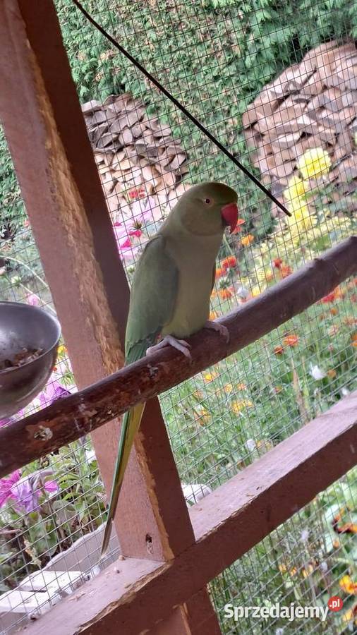 Aleksandretta Obrożna Para Lęgowa Ptaki