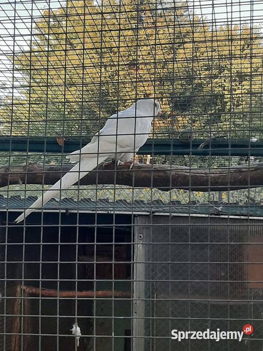 Księżniczki walii albino Skała