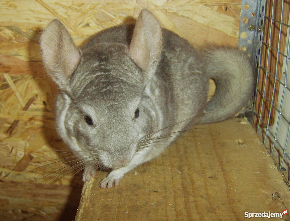 Szynszyla BEŻOWA szynszyl beż hetro szynszyle Kraków