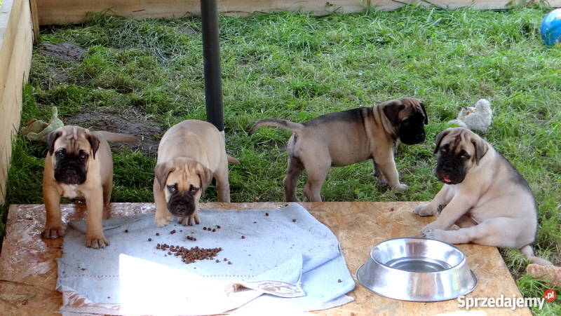 Szczeniaki BULLmastiff Kraków