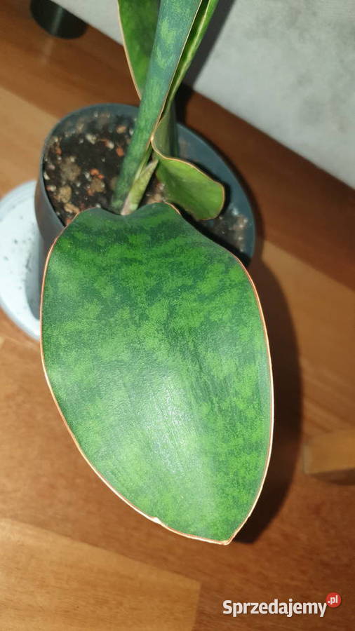 Sansewieria masoniana sansa roślina rosnąca Warszawa