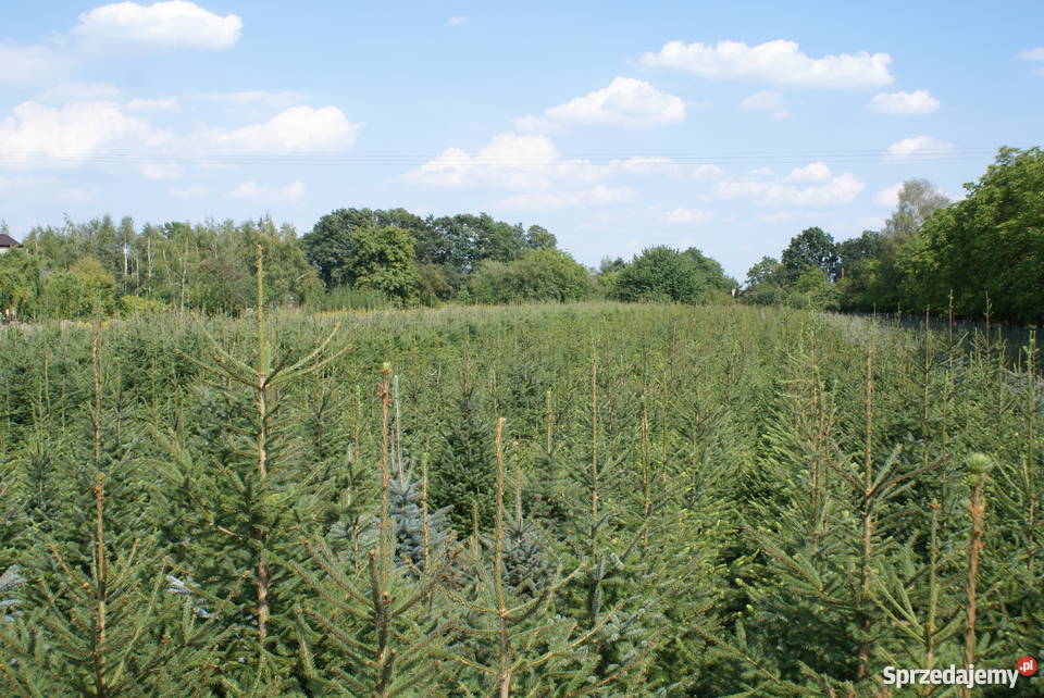 Choinki Świąteczne HURTDETAL Pułtusk