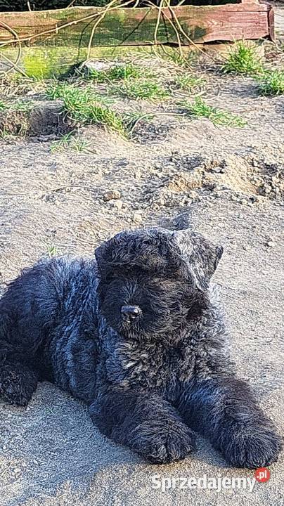 BOUVIER DES FLANDRES Kobylanka