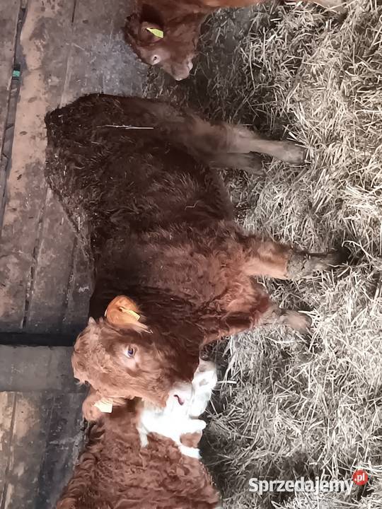 Byczek odsadek lubelskie Zaświatycze