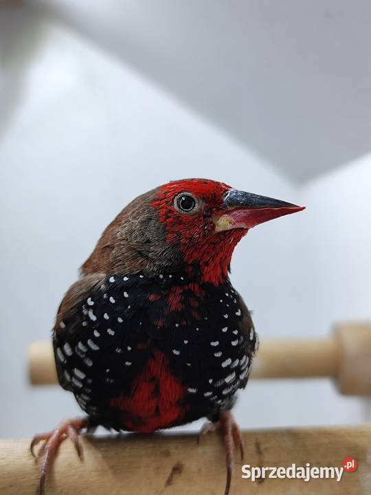 Astryld Malowany Ptaki Myślenice