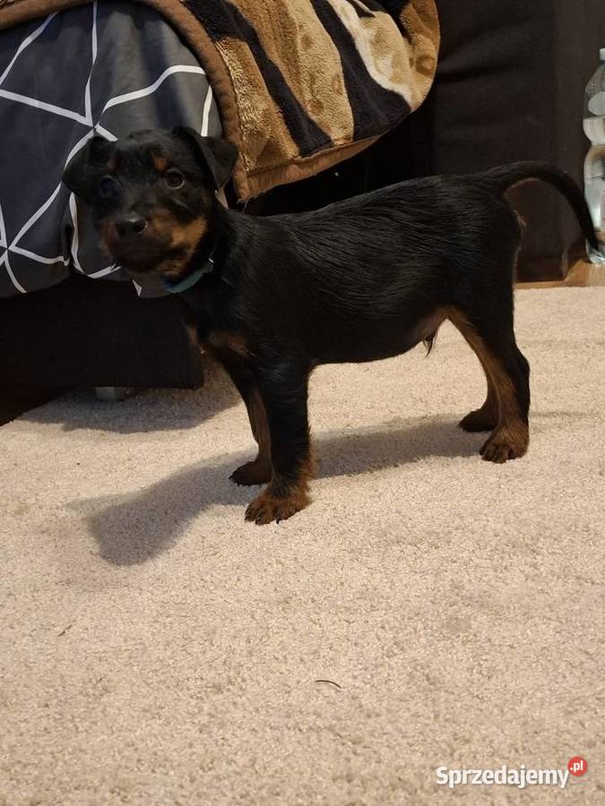Terier Niemiecki Piesek Kosin sprzedam