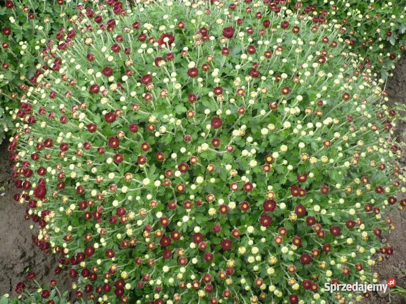 Chryzantemy Doniczkowe Drobnokwiatowe Kraków Niepołomice