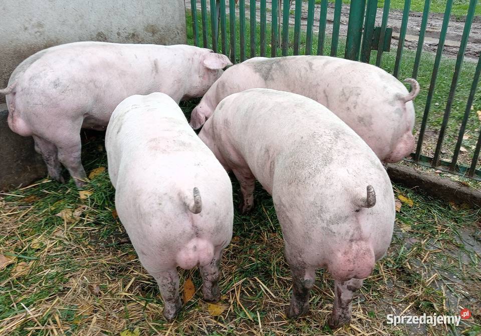 Knurki młode PBZ Polska Biała Zwisłoucha Strzałkowo