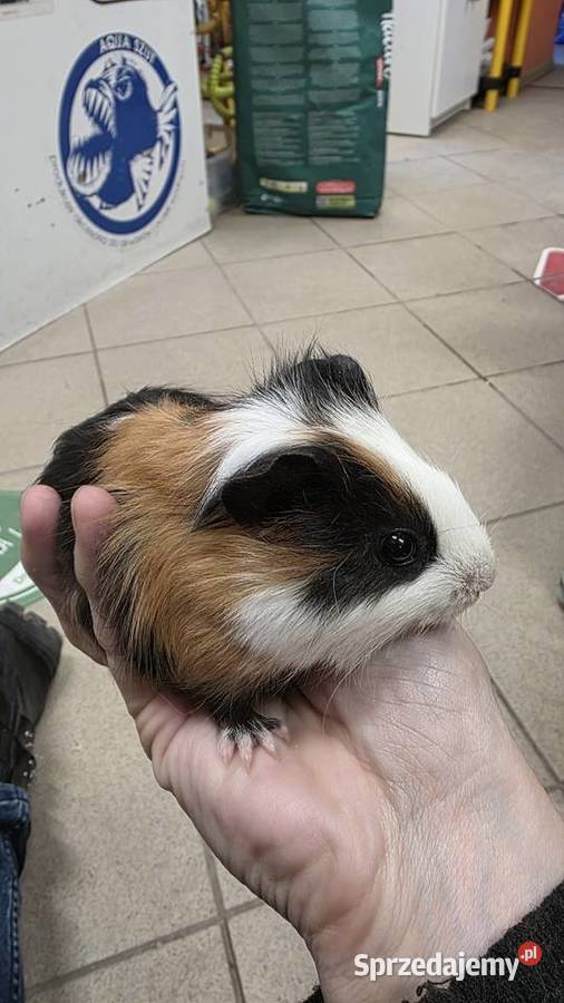 Świnka morska cavia domowa cawia małopolskie Tarnów