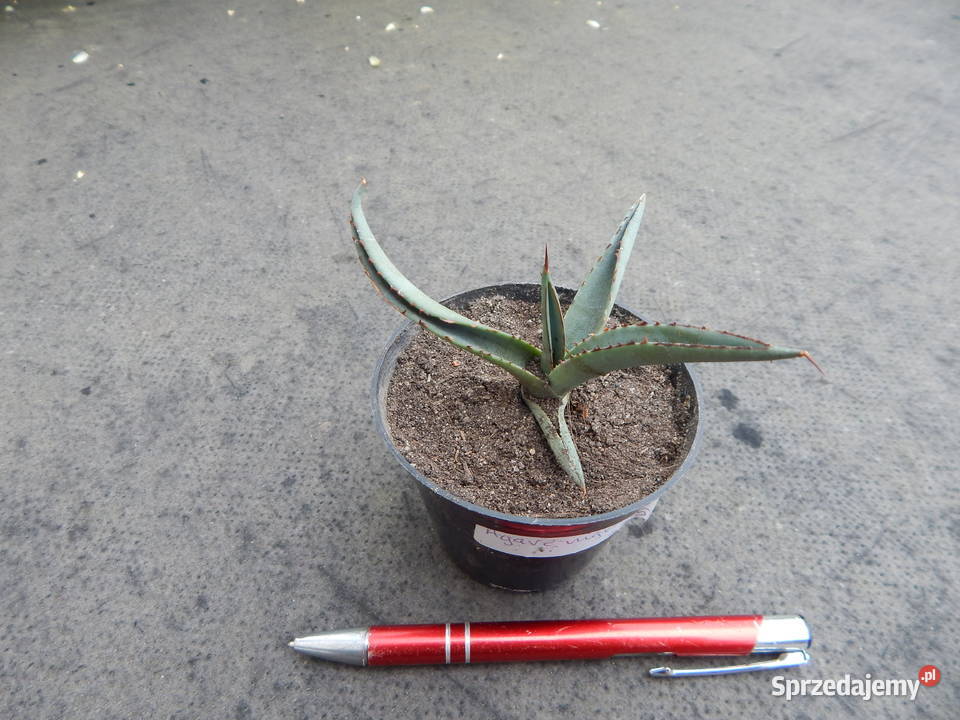 Mrozoodporna agawa do 12C Agave x nigra sadzonka Kraków