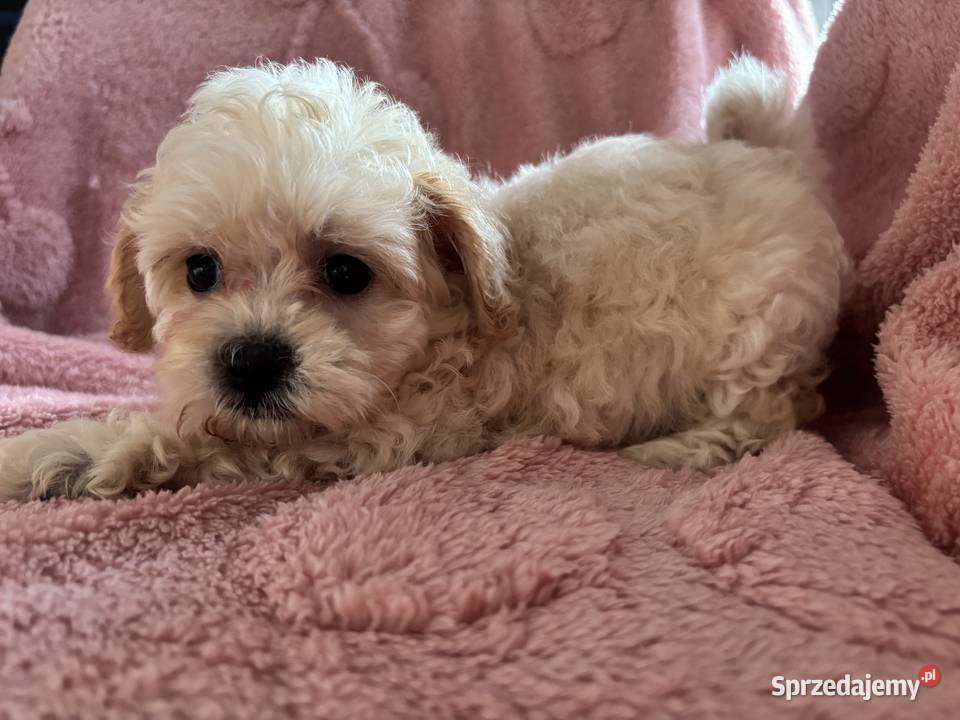 Sunia Maltipoo F1 biszkoptowa Częstochowa sprzedam
