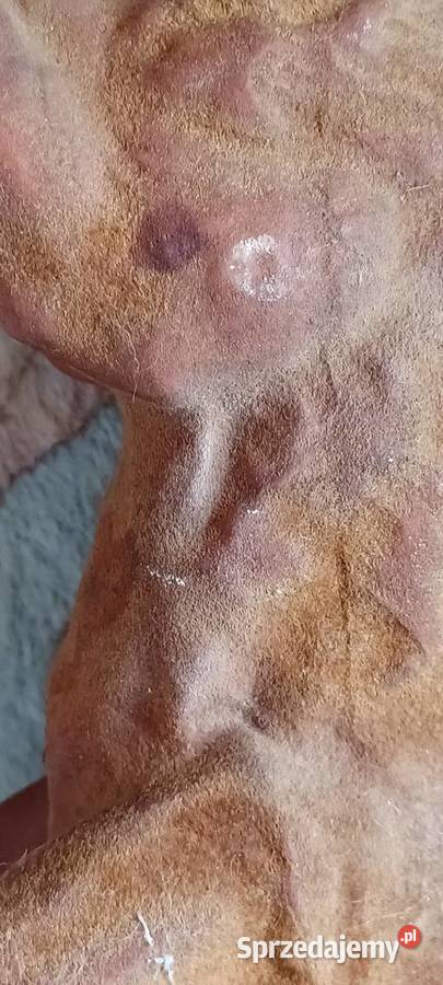 sarna figurka flokowana stara Heissner sprzedam