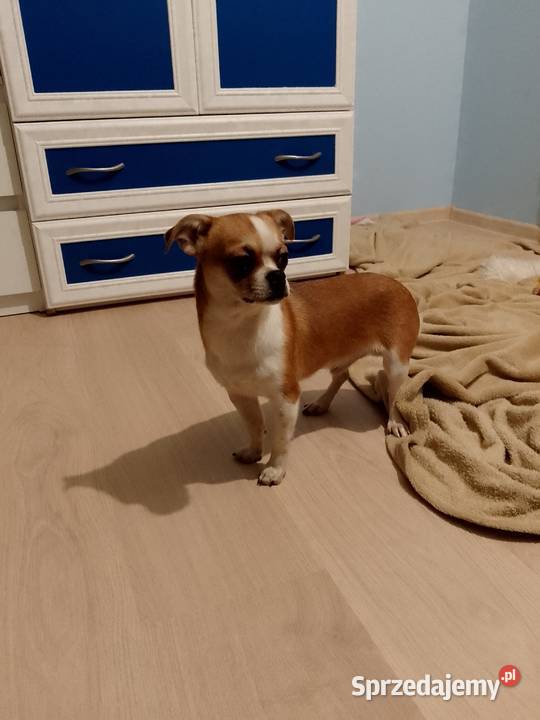 Chihuahua chłopiec Zwierzęta Szczucin