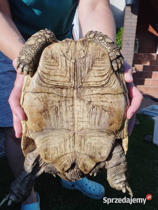 Żółw lamparci Stigmochelys pardalis