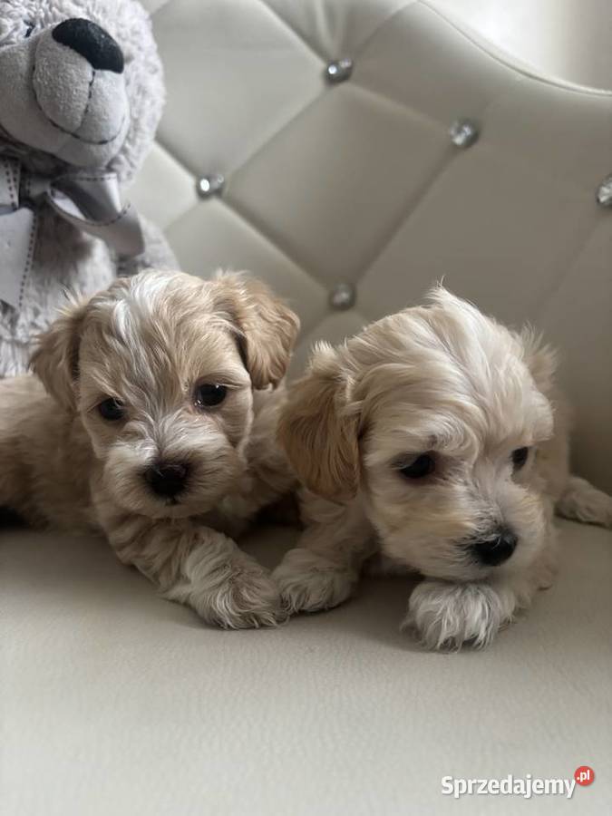 Maltipoo Sunia F1 Częstochowa