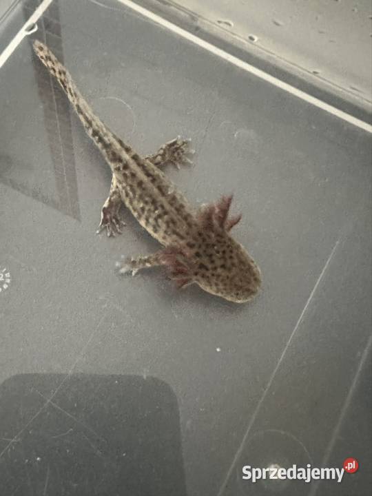 Axalotl Aksolotl Salamandra Meksykańska Płaz Kępno sprzedam