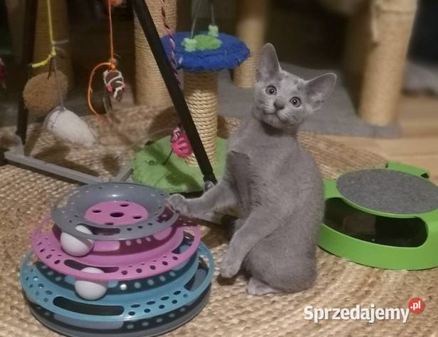 Cudowny ROSYJSKI NIEBIESKI łódzkie Konstantynów Łódzki