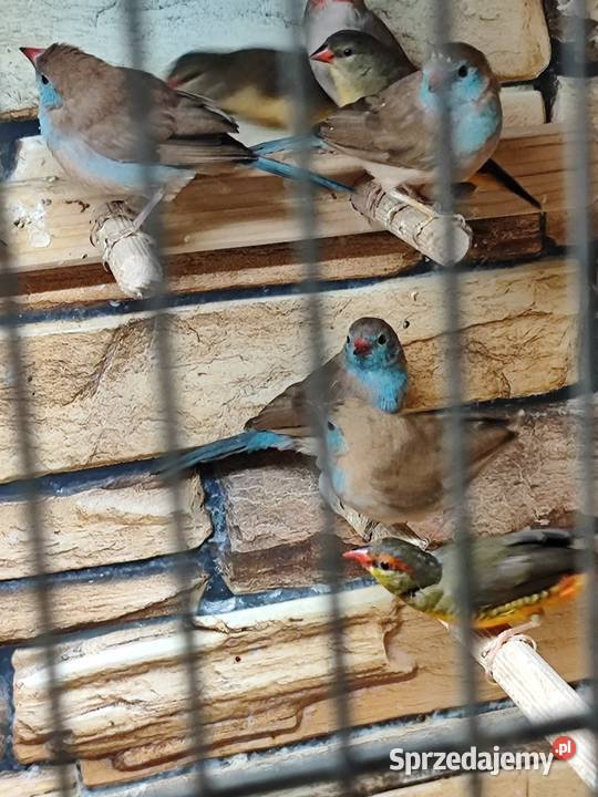 Motylik krasnouchy Astryld Astryldy para Myślenice