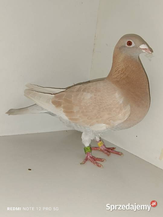 Gołębie pocztowe likwidacja hodowli Włocławek