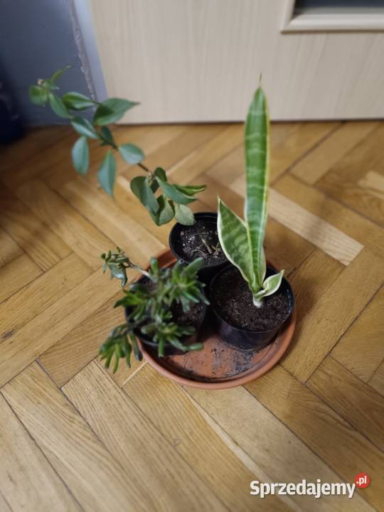 Kwiaty różne odmiany Rośliny Gdańsk